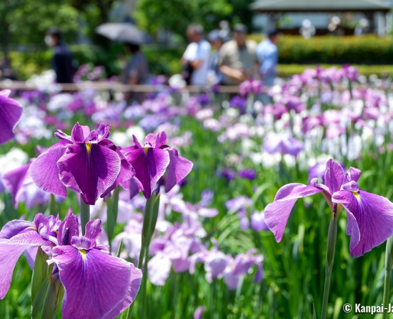  Horikiri Shobu-en (Tokyo), Close-up on the garden's water irises
