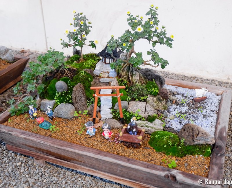 Meiji-jingu (Tokyo), Chrysanthemum bonsai exhibition for Kiku Matsuri Meiji-jingu (Tokyo), Chrysanthemum bonsai exhibition for Kiku Matsuri