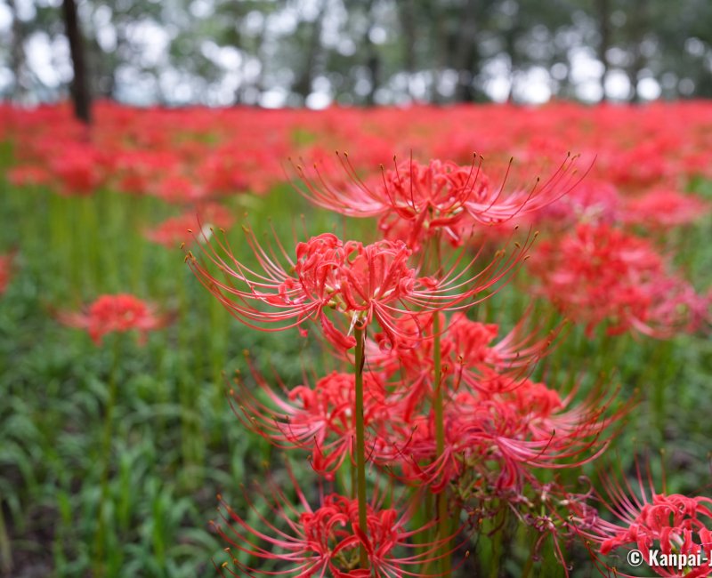 Kinchakuda Manjushage (Saitama), Red spider lilies field Kinchakuda Manjushage (Saitama), Red spider lilies field