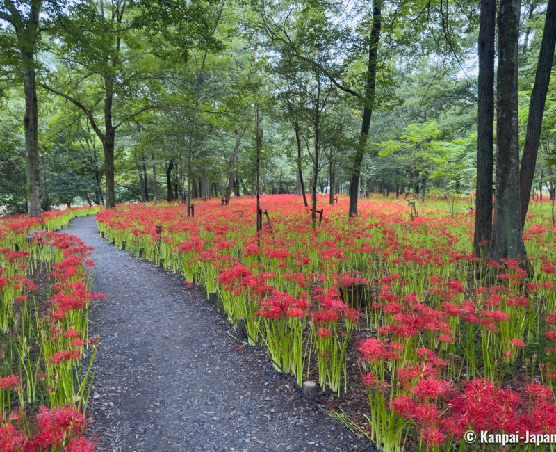 Kinchakuda Manjushage (Saitama), Walking path in the park during the Higanbana blooming season in late September Kinchakuda Manjushage (Saitama), Walking path in the park during the Higanbana blooming season in late September