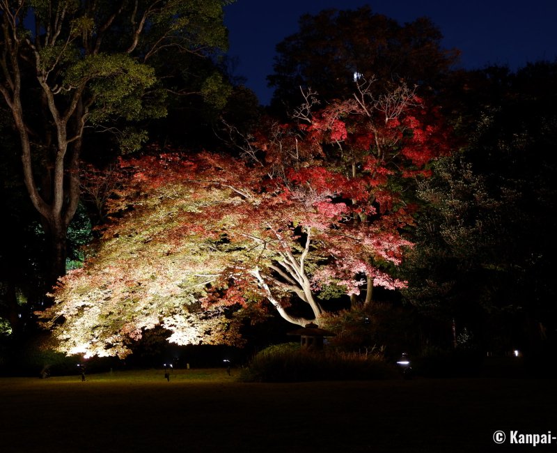 Autumn Illuminations in Rikugi-en (Tokyo), Night view on the reddening koyo foliage Autumn Illuminations in Rikugi-en (Tokyo), Night view on the reddening koyo foliage