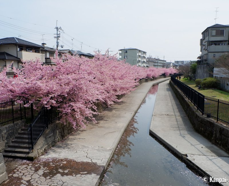 Yodo Suiro Waterway (Kyoto), Canal lined with blooming Kawazu-zakura cherry trees