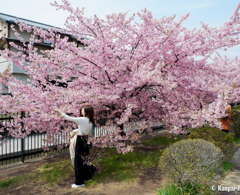 Yodo Suiro Waterway (Kyoto), People taking pictures during the Kawazu cherry blossoms season