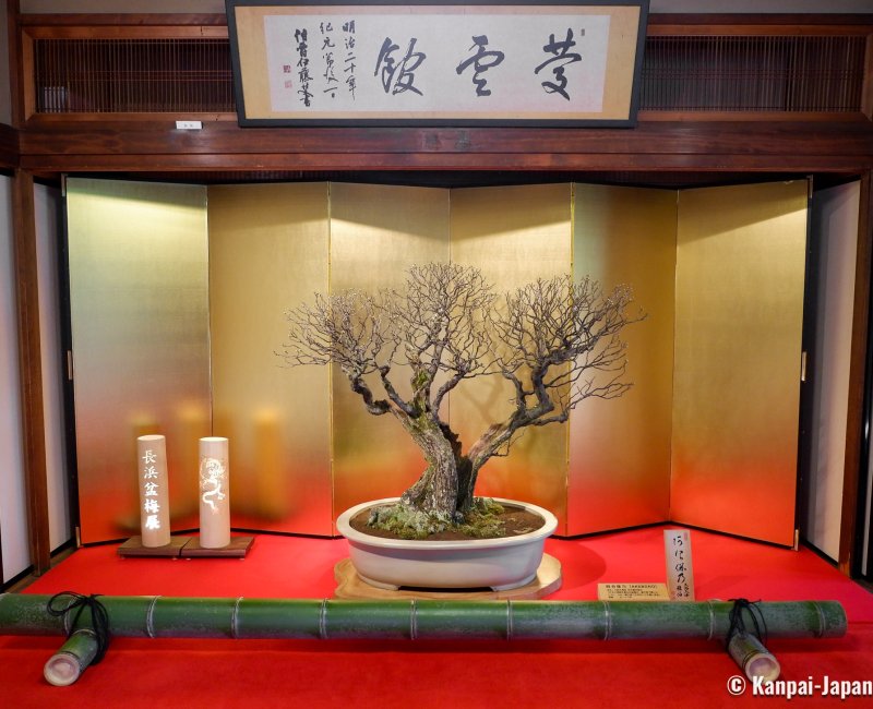 Nagahama Bonbaiten (Lake Biwa), Display of the potted plum tree called Akebono