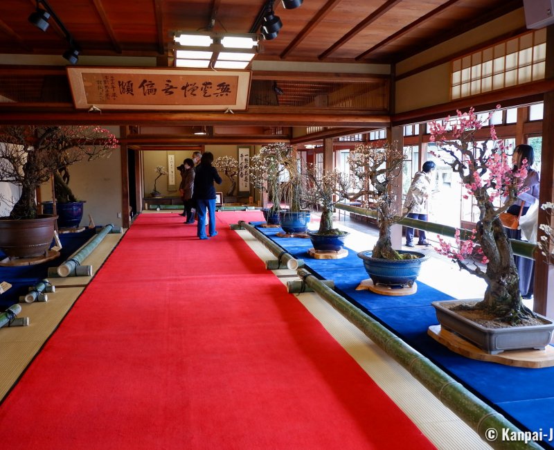 Nagahama Bonbaiten (Lake Biwa), Exhibition of potted plum bonsai in a tatami room