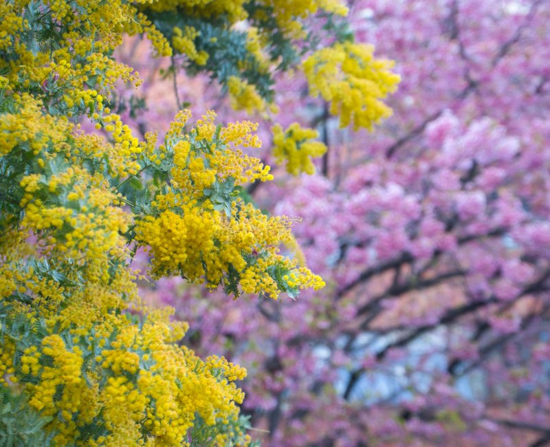 Kuramae-jinja (Tokyo), Mimosa flowers and Kawazu cherry blossoms in early March Kuramae-jinja (Tokyo), Mimosa flowers and Kawazu cherry blossoms in early March