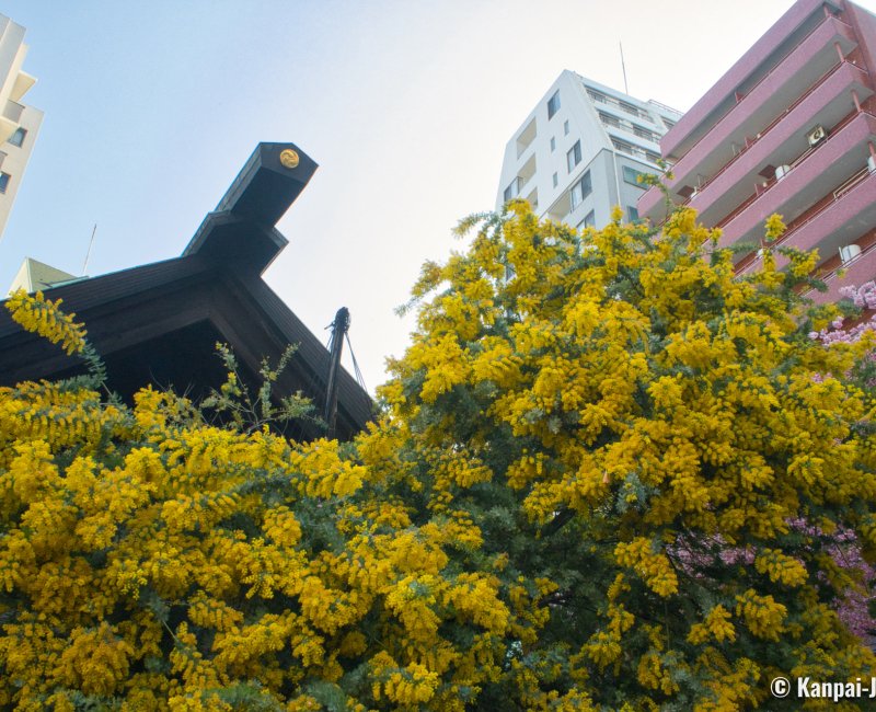 Kuramae-jinja (Tokyo), Mimosa flowers and main Shinto pavilion Kuramae-jinja (Tokyo), Mimosa flowers and main Shinto pavilion