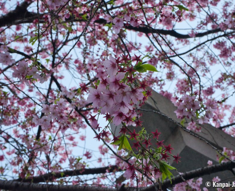 Kuramae-jinja (Tokyo), Kawazu cherry blossoms and torii gate Kuramae-jinja (Tokyo), Kawazu cherry blossoms and torii gate