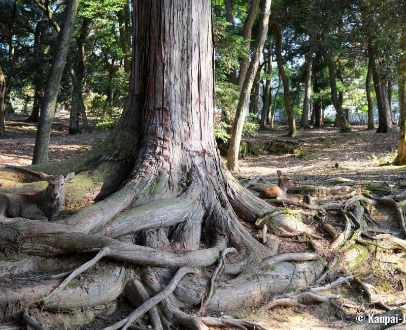 Nara, Shika deers lying down in the tree roots of Nara Park
