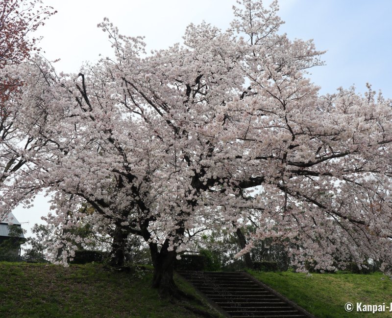 Shunbun no Hi, Blooming cherry tree on the banks of the Kamo-gawa river in Kyoto