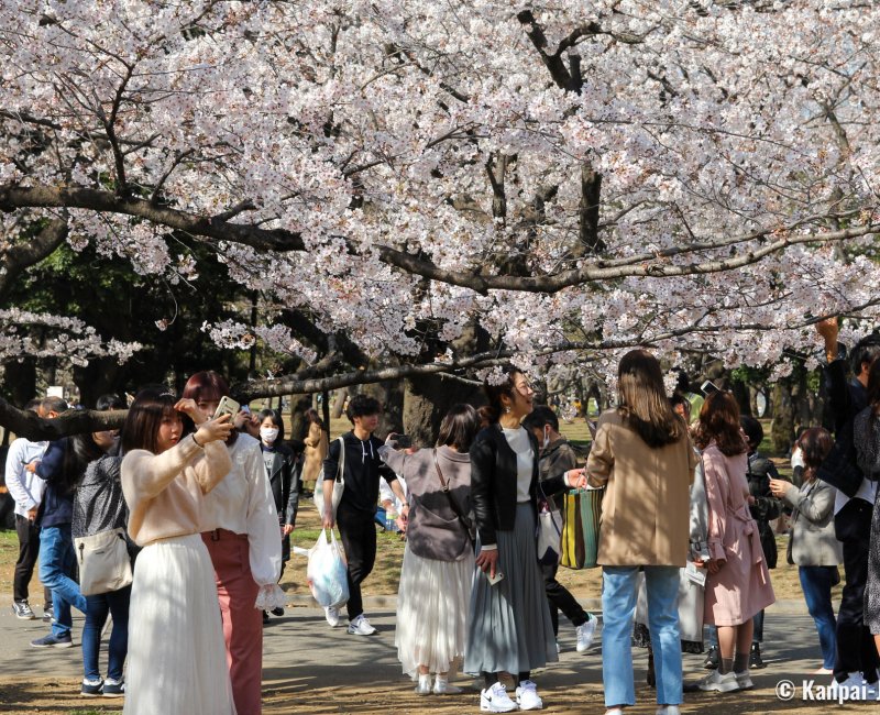 Yoyogi Park, Hanami under the cherry blossoms at the end of March and early April
