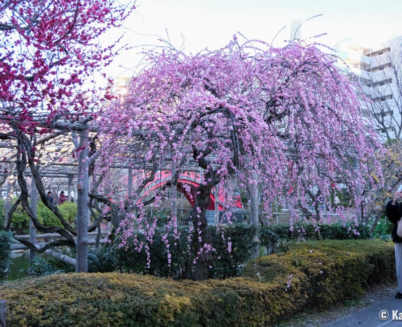 Kameido Tenjin (Tokyo), Plum blossoms during Ume Matsuri in February