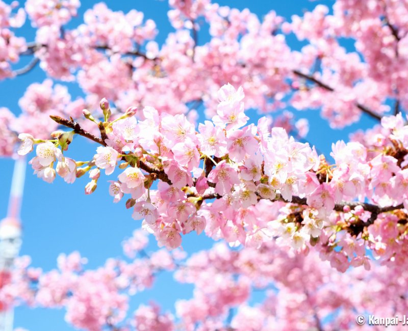 Shiba Park (Tokyo), Kawazu early cherry blossoms with Tokyo Tower in the background in February - March 2