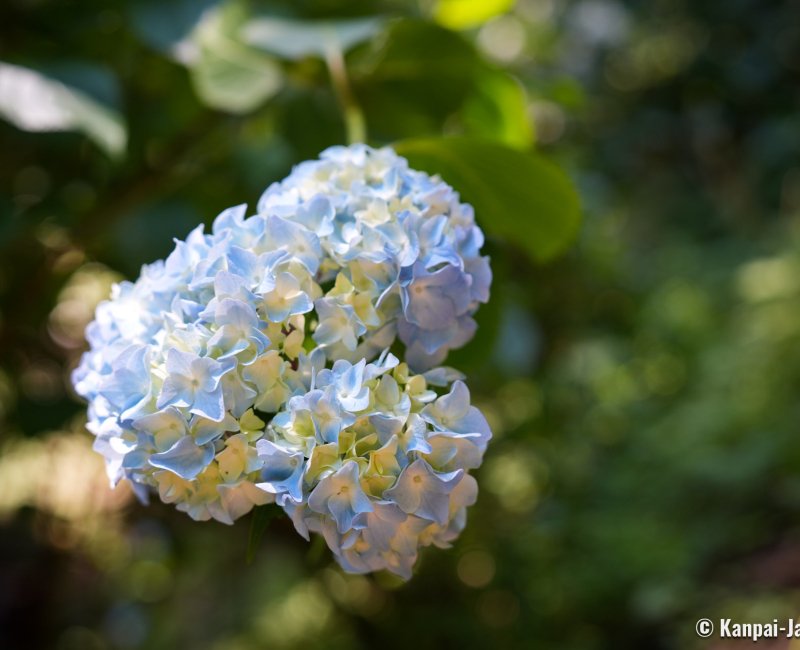 Minami Ajisai Yama (Akiruno, West of Tokyo), Hydrangea in bloom in June