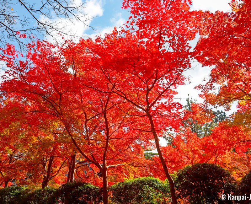 Mount Koya (Wakayama), Red koyo maple trees in early November