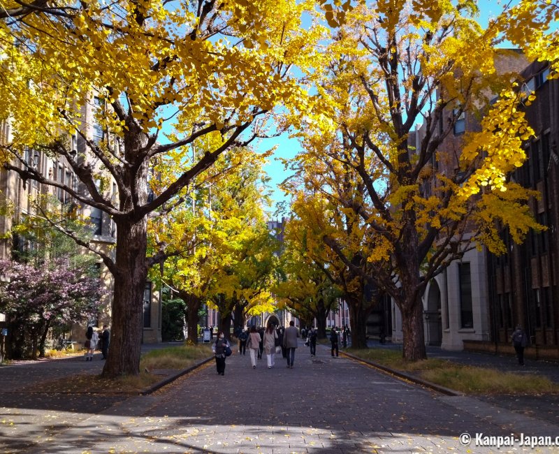 Todai (Tokyo University), Golden foliage of the ginkgo trees in mid-November - early December