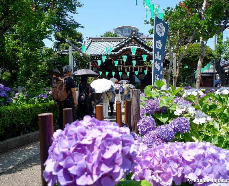 Hakusan-jinja (Tokyo), The shrine's grounds during Bunkyo Ajisai Matsuri in June