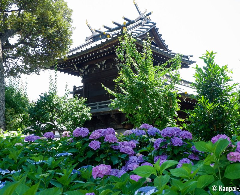 Hakusan-jinja (Tokyo), Hydrangea flowers in Hakusan Park