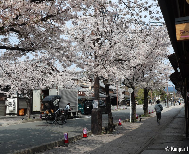 Arashiyama (Kyoto), sakura trees in bloom in the main shopping street Arashiyama (Kyoto), sakura trees in bloom in the main shopping street
