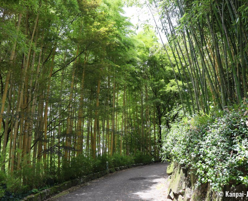 Take no Michi (Muko), Road in the bamboo grove Take no Michi (Muko), Road in the bamboo grove
