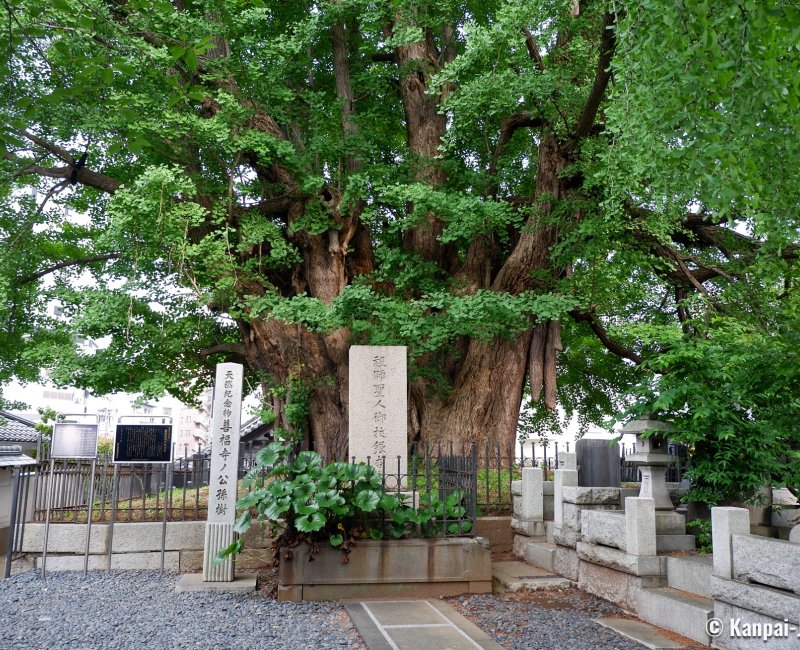 Azabu-Juban (Tokyo), Old gingko biloba at Zenpuku-ji temple in Moto-Azabu Azabu-Juban (Tokyo), Old gingko biloba at Zenpuku-ji temple in Moto-Azabu