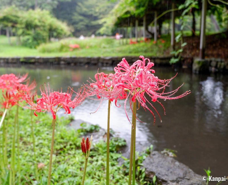 Koishikawa Botanical Garden (Tokyo), Red lycoris flowers by the water