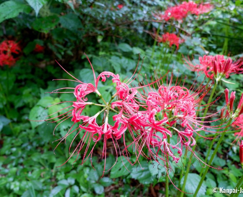 Koishikawa Botanical Garden (Tokyo), Detail of a red spider lily flower