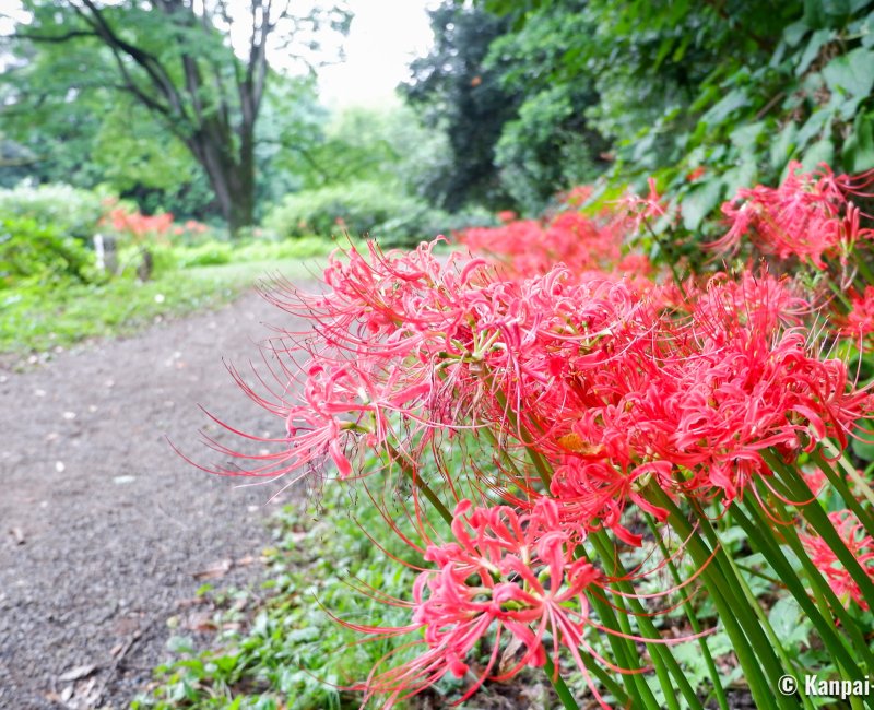 Koishikawa Botanical Garden (Tokyo), Lycoris Radiata flowers by the side of a walking path