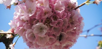 Ball-shaped sakura blossom cluster in early spring