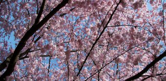 Japanese cherry trees in full bloom in early spring