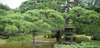 Nijo Castle (Kyoto), Pine tree and traditional stone lantern