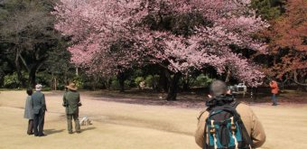 Shinjuku Gyoen (Tokyo), Early cherry trees in bloom and photographers 3