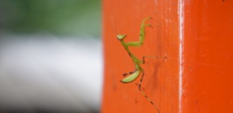 Mount Kurama, Praying mantis