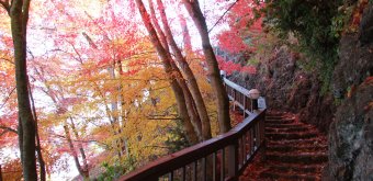 Lake Kawaguchiko (Mount Fuji), Maple tree foliage in autumn 11