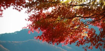Lake Kawaguchiko (Mount Fuji), Maple tree foliage in autumn 12