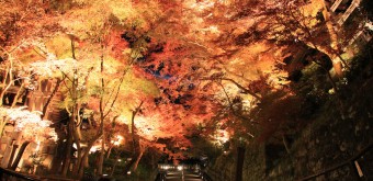 Kiyomizu-dera (Kyoto), Night illuminations during the Koyo period 2