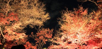 Kiyomizu-dera, Momiji light-up
