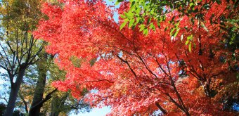 Gotoku-ji (Tokyo), Red maple tree foliage in autumn