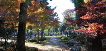 Gotoku-ji (Tokyo), Cemetery in the temple's grounds in autumn