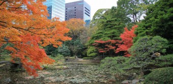 Koishikawa Korakuen (Tokyo) in autumn and modern buildings 2
