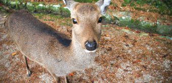 Momijidani Park (Miyajima), Friendly shika deer