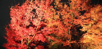 Kodai-ji (Kyoto), Momiji light-up in autumn 8
