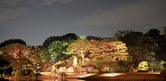 Rikugi-en (Tokyo), Overview of the momiji ligh-up in autumn 2