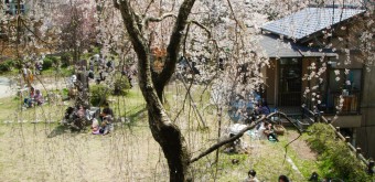 Yoshinoyama, People enjoying Ohanami under the cherry trees in spring