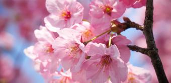 Chidorigafuchi in Tokyo, Cherry blossoms in spring 4