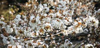 Chidorigafuchi in Tokyo, Cherry blossoms in spring 5