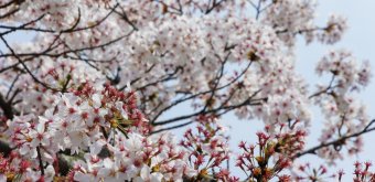 Maruyama Park (Kyoto), Cherry blossoms in spring 2