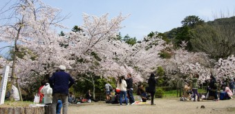 Maruyama Park (Kyoto), Cherry trees blooming in spring