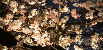 Naka Meguro-gawa in Shibuya (Tokyo), Light-up of the blooming cherry trees 4