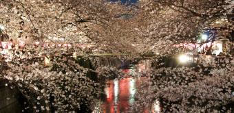 Naka Meguro-gawa in Shibuya (Tokyo), Blooming cherry trees branches above the river 3